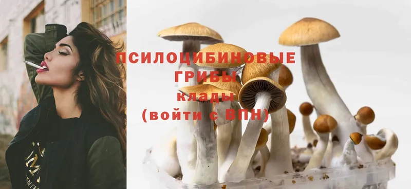 Псилоцибиновые грибы Magic Shrooms Краснокамск